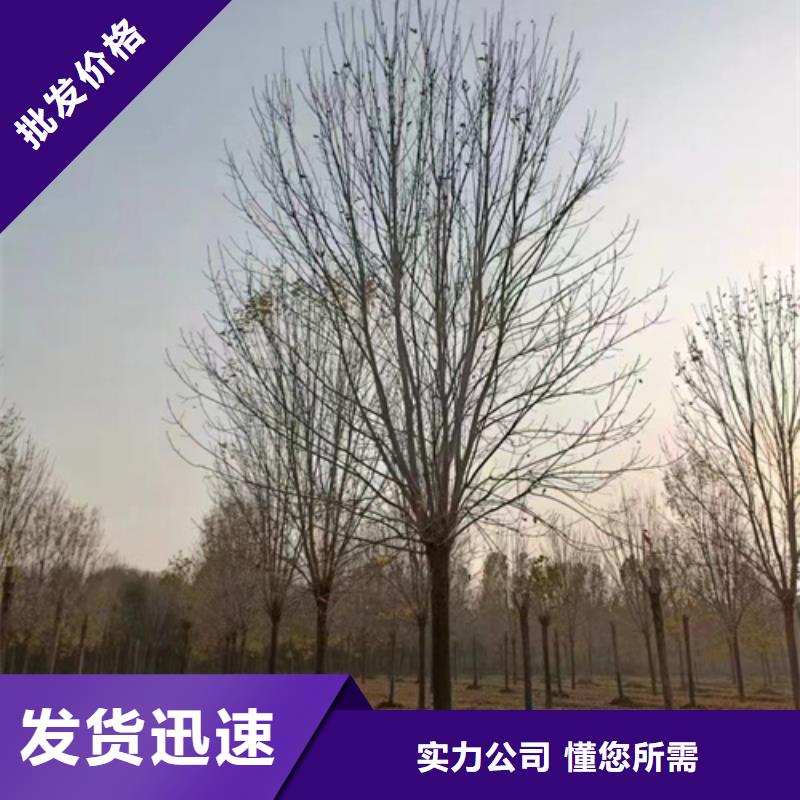 诚信的法桐厂家量大更优惠