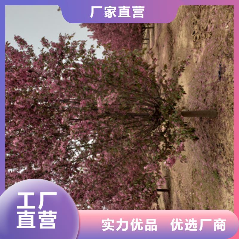 值得信赖的法桐小苗批发商重信誉厂家