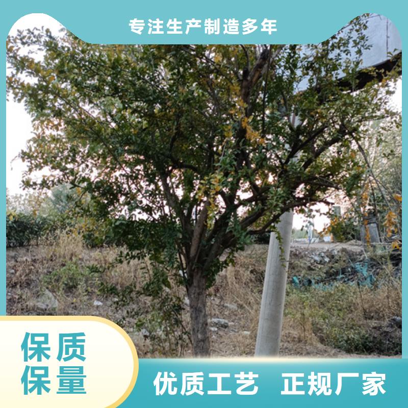 造型法桐欢迎来电绿化乔木支持大批量采购