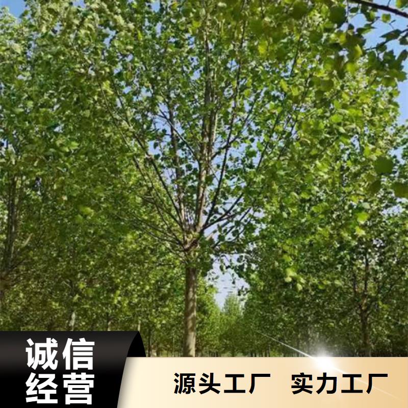 法桐价格质量放心绿化苗木附近厂家