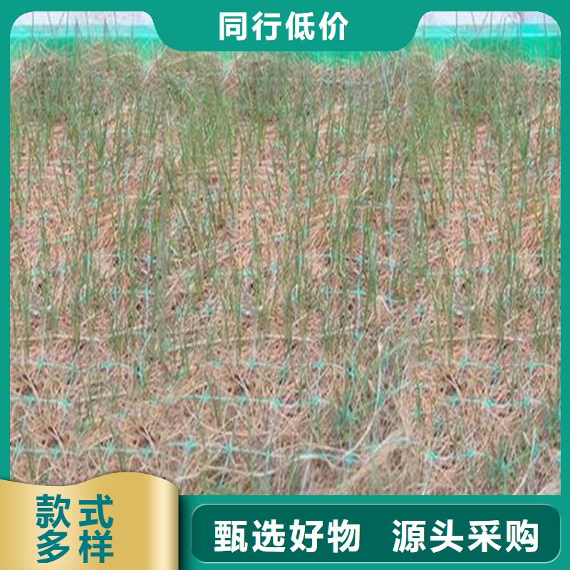 椰纤植生毯护坡植被植草毯施工动态同城公司