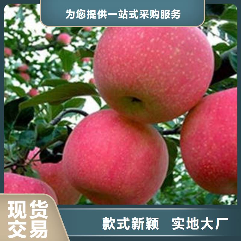 红富士苹果嘎啦苹果实力才是硬道理客户好评