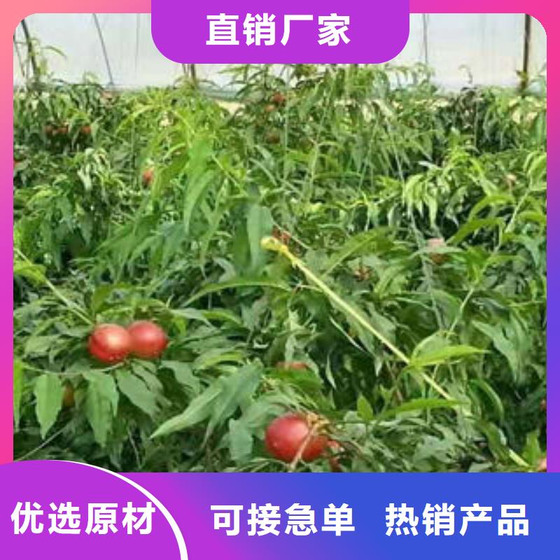 7厘米种植方法批发供应