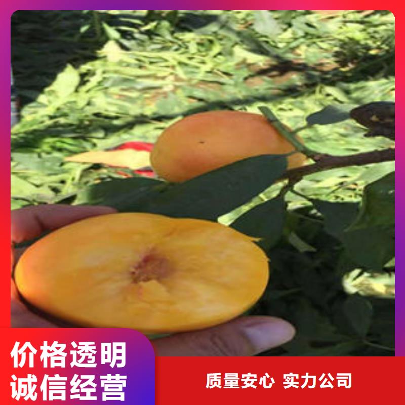 桃树苗蓝莓苗一致好评产品款式新颖