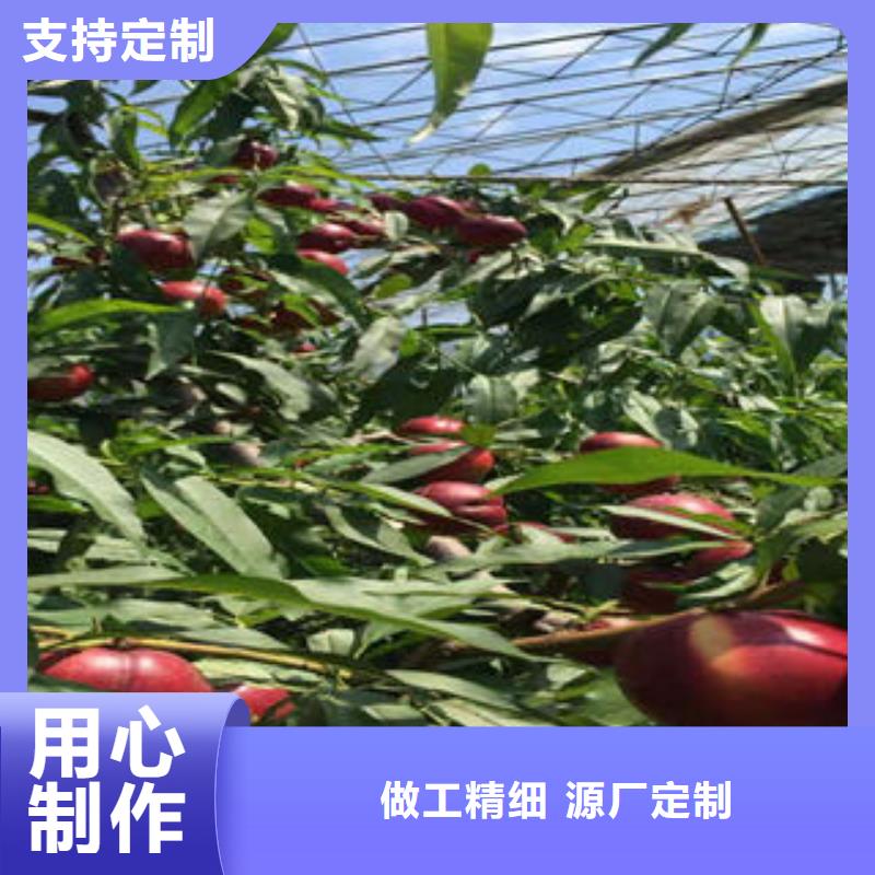 桃树苗梨树苗今年新款多年行业经验