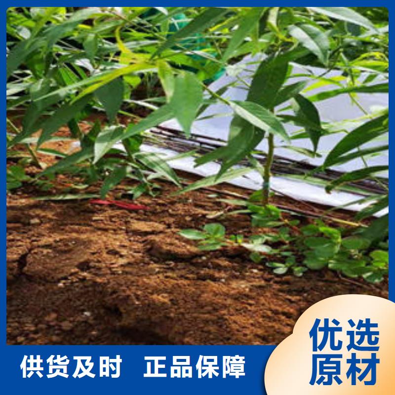 桃树苗-板栗苗现货直供专业按需定制