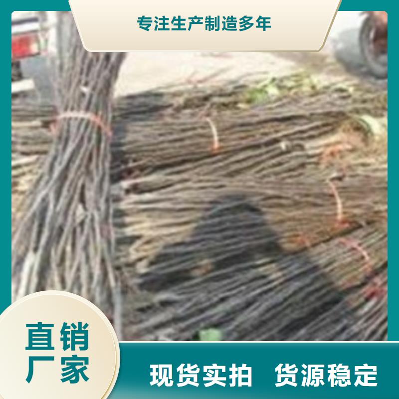 梨树苗板栗苗库存充足本地生产厂家