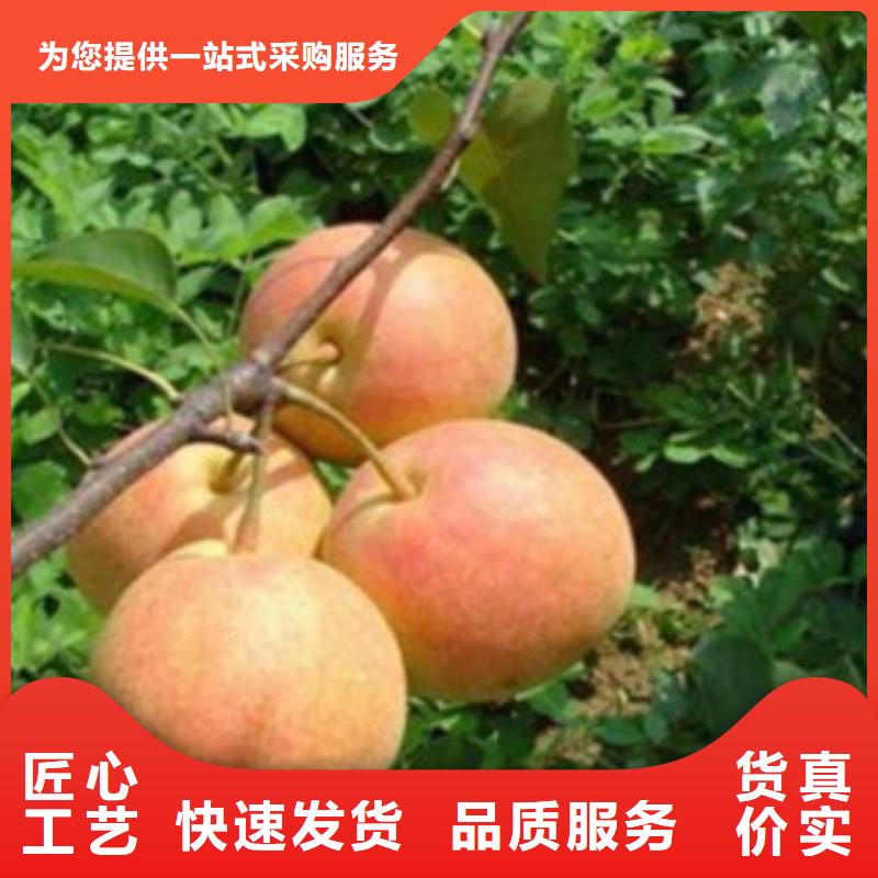 梨树苗葡萄苗研发生产销售当地制造商