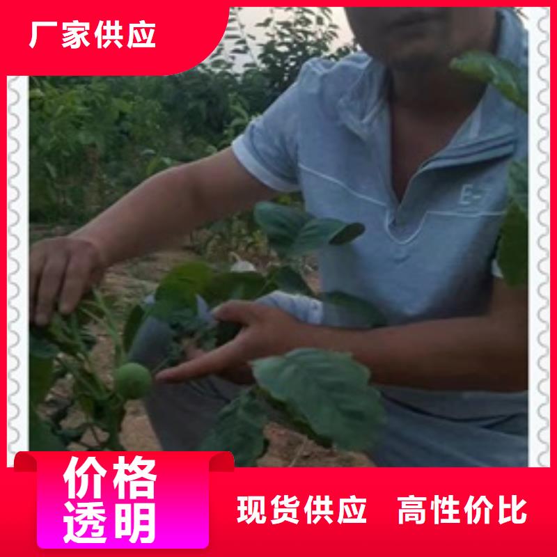 核桃苗板栗苗工厂采购价格实惠