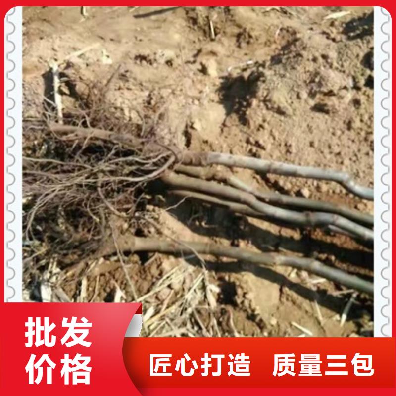 核桃苗-苹果苗货源稳定支持货到付清