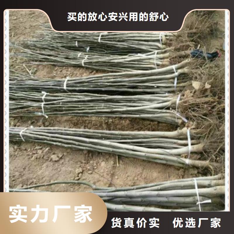 核桃苗,桃树苗追求细节品质适用场景