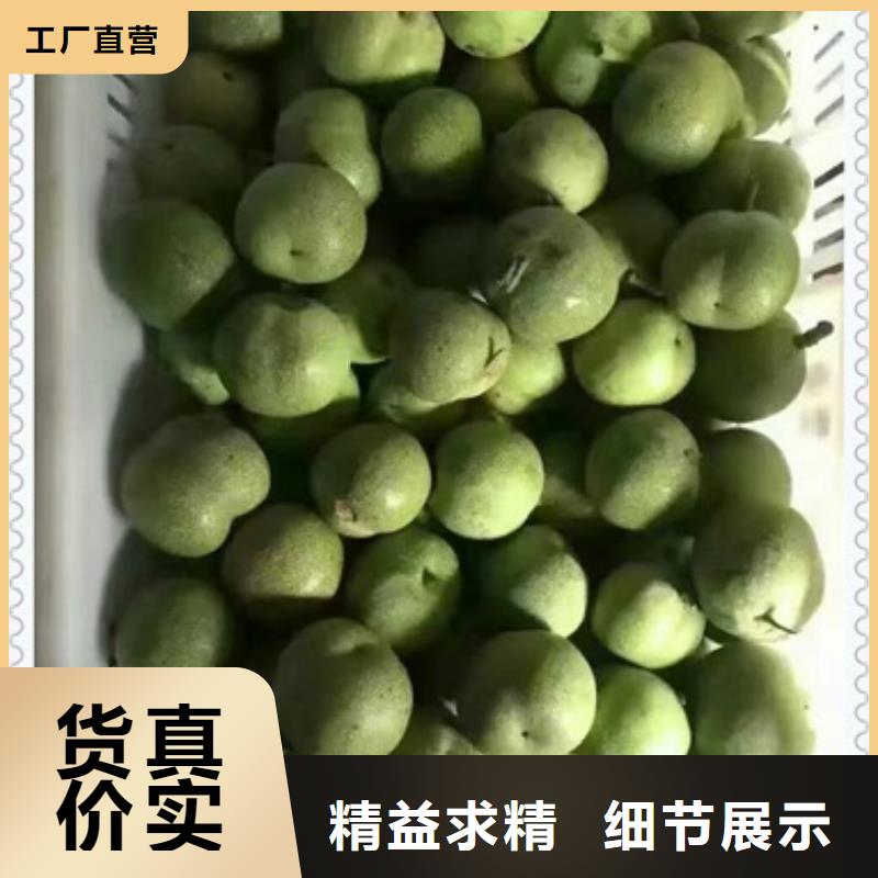 核桃苗-山楂苗卓越品质保障同城货源