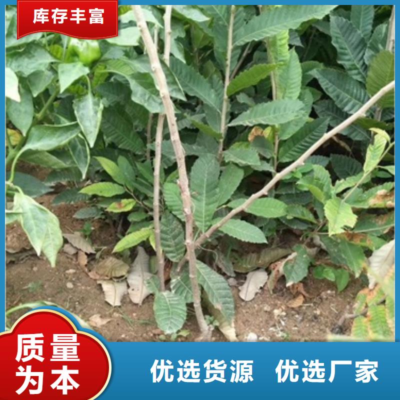 板栗苗【桃树苗】定制零售批发品质有保障