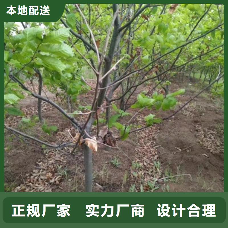 板栗苗梨树苗保障产品质量产品参数