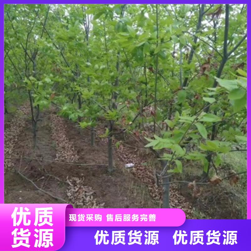 【板栗苗】花椒苗厂家精选懂您所需