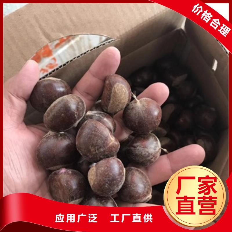 板栗苗-核桃苗今日价格本地服务商