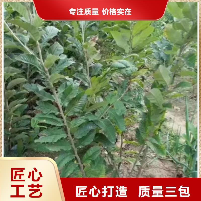 板栗苗,苹果苗用心细节做工精细