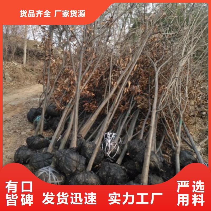 【板栗苗】桃树苗库存丰富实力大厂家