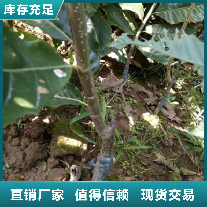 ​板栗苗畅销本地当地服务商