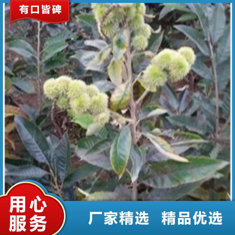 【板栗苗,葡萄苗层层质检】本地供应商