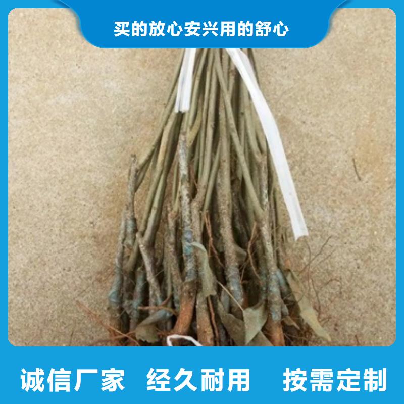 板栗苗,【核桃苗】N年生产经验本地厂家