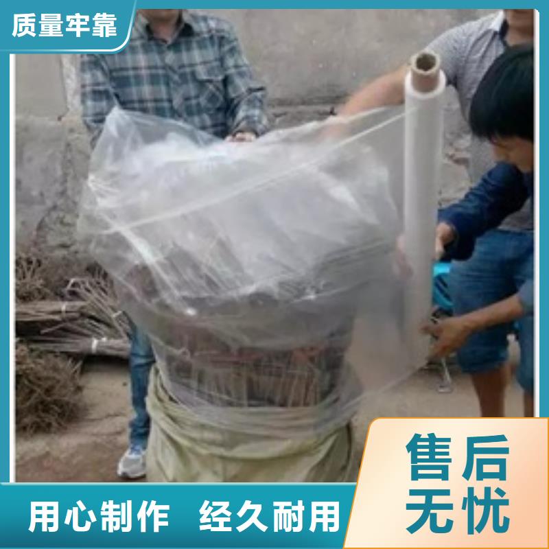 板栗苗蓝莓苗精心打造常年供应