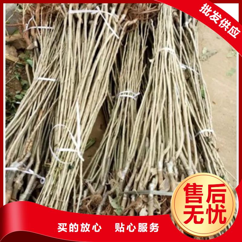 板栗苗梨树苗质量牢靠好品质选我们