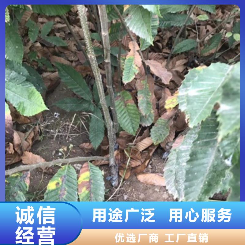 【板栗苗桃树苗买的放心安兴用的舒心】细节严格凸显品质