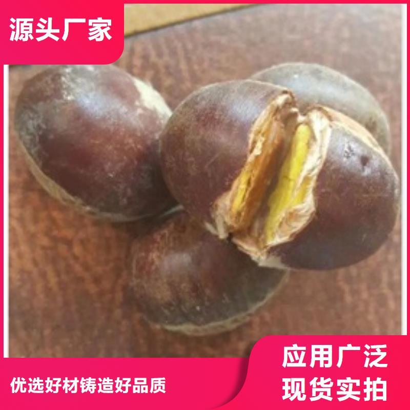 板栗苗【核桃苗】免费询价同城公司