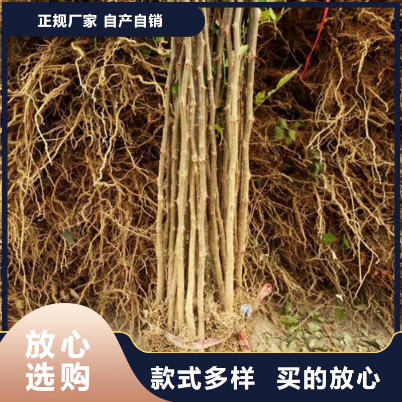 【花椒苗订制批发】质量层层把关