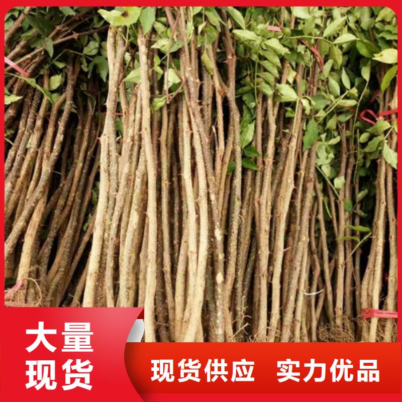 【花椒苗板栗苗厂家直销直供】本地生产商