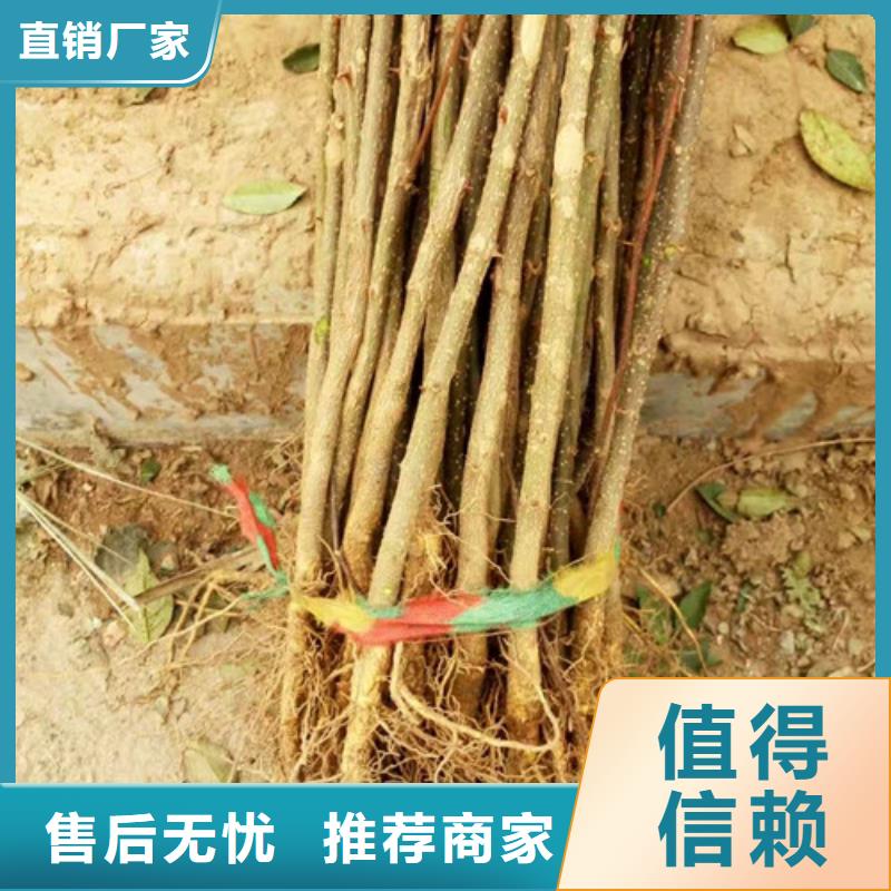 花椒苗梨树苗厂家实力雄厚交货准时