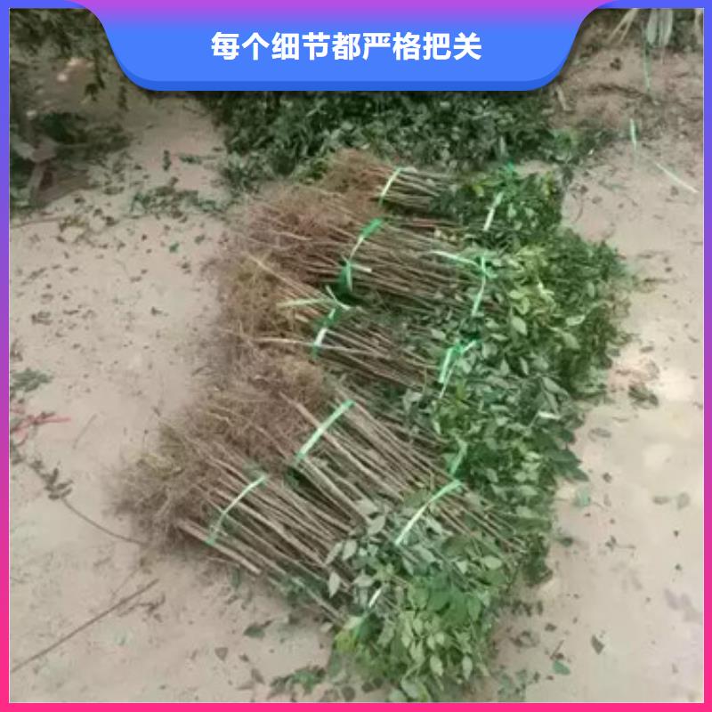 花椒苗蓝莓苗适用范围广实力优品