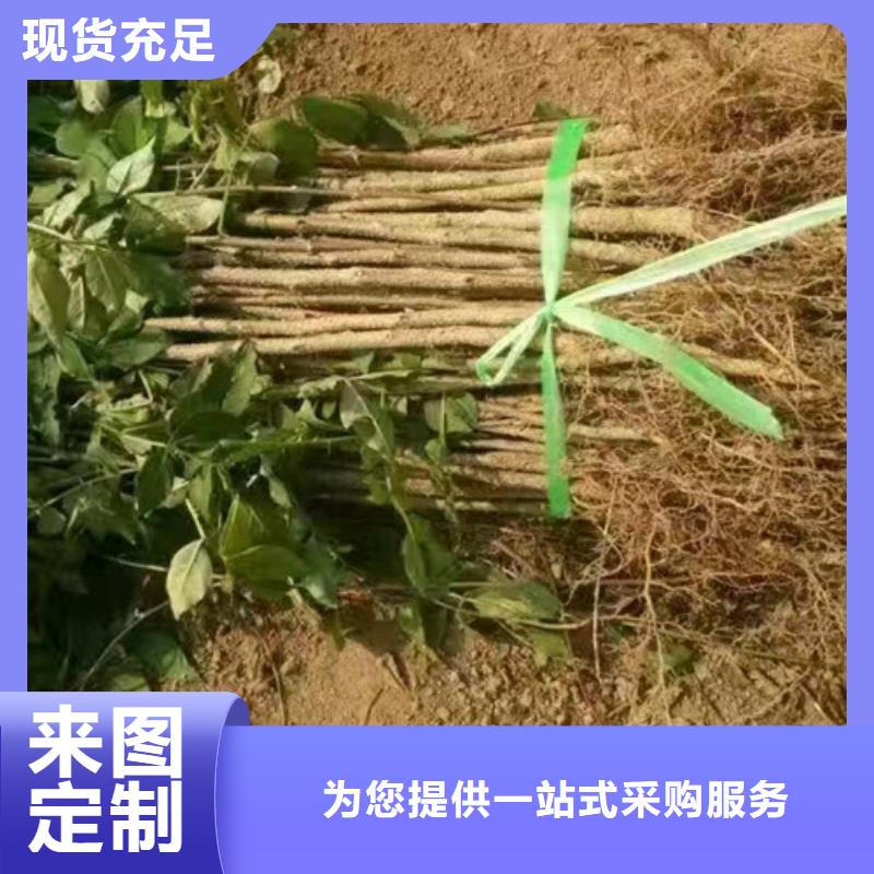 花椒苗核桃苗多年行业积累源头厂源头货