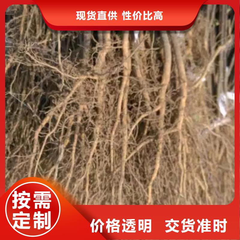 花椒苗李子苗使用寿命长久发货迅速