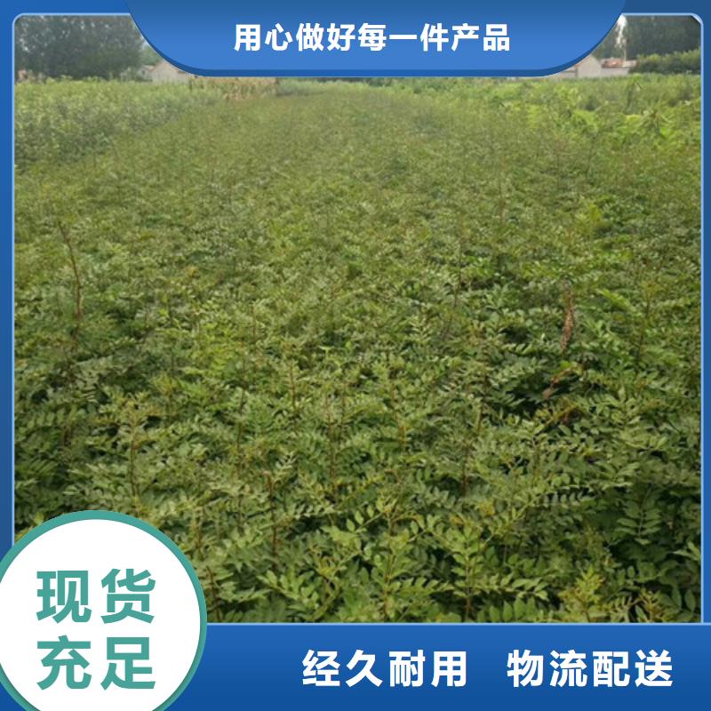 【花椒苗】梨树苗自有生产工厂同城供应商