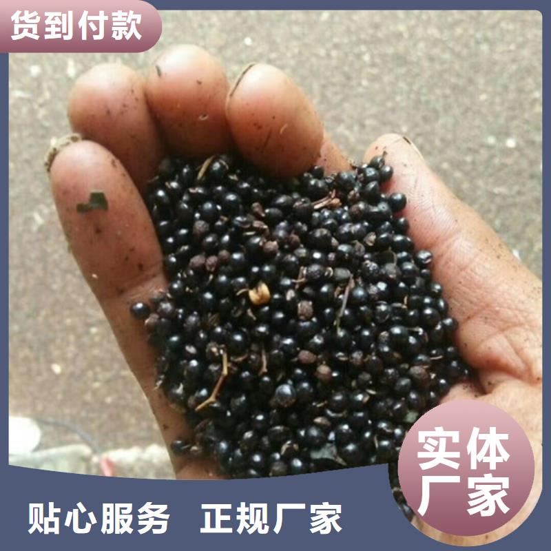 花椒苗板栗苗贴心服务材质实在