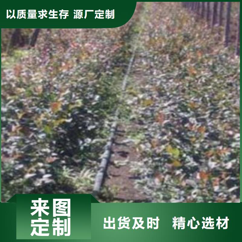 达柔蓝莓树苗供应按需定做