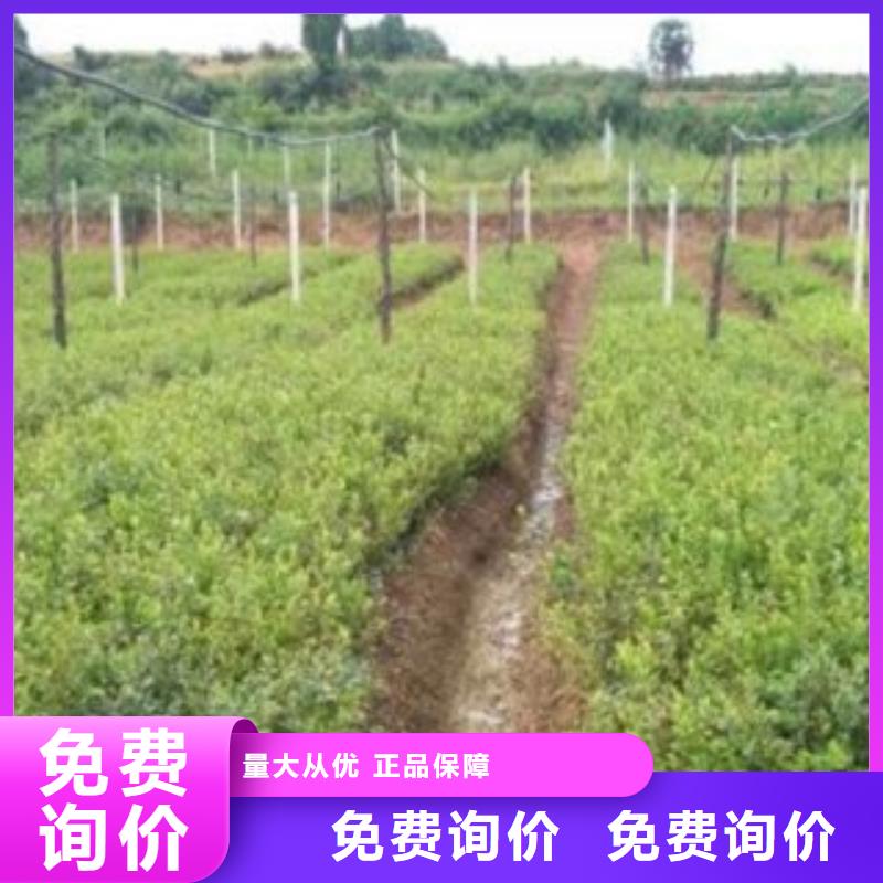 杰兔蓝莓树苗怎样购买同城公司