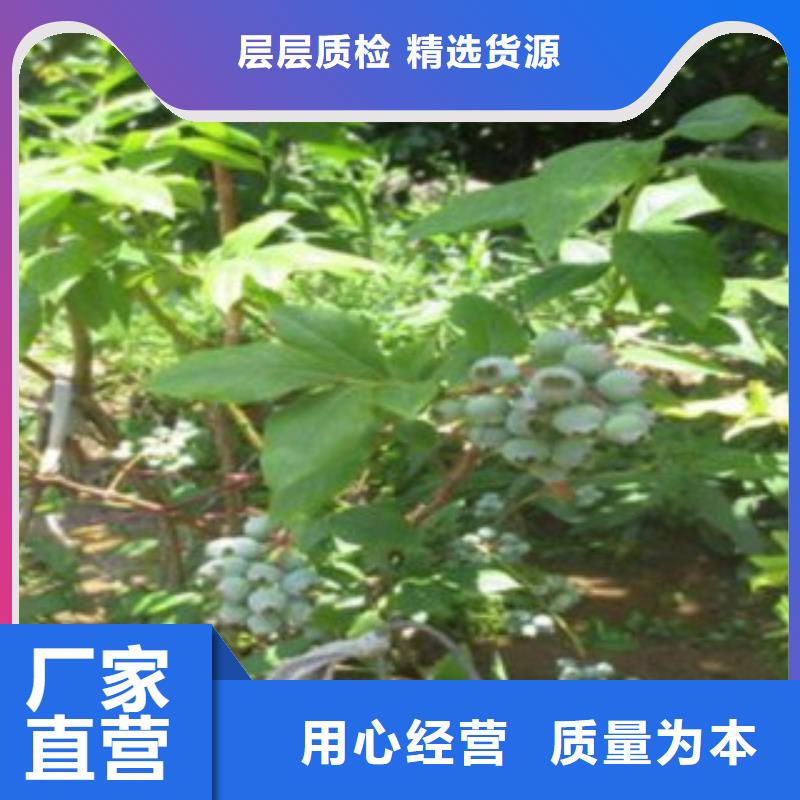 【蓝莓苗板栗苗物流配货上门】厂家
