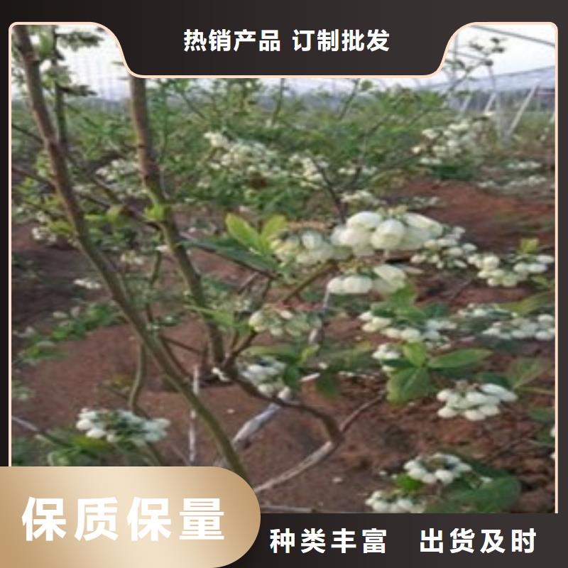 【蓝莓苗】花椒苗专注质量当地公司