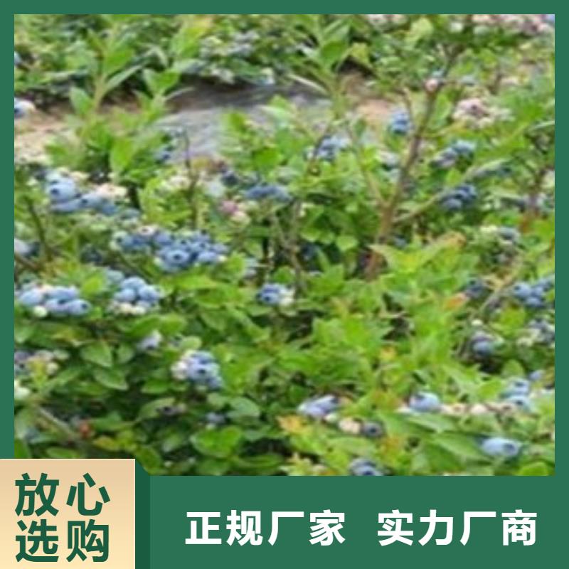 梯芙蓝蓝莓树苗哪里的品种纯专注细节更放心