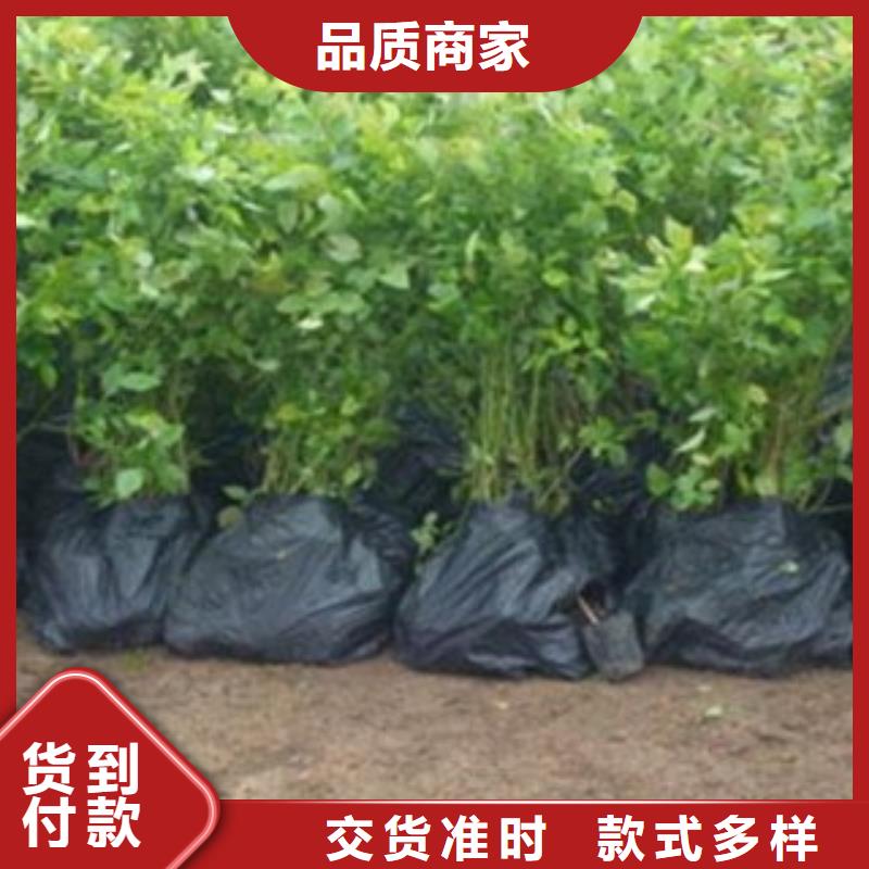 维口蓝莓树苗哪里的品种纯大量现货