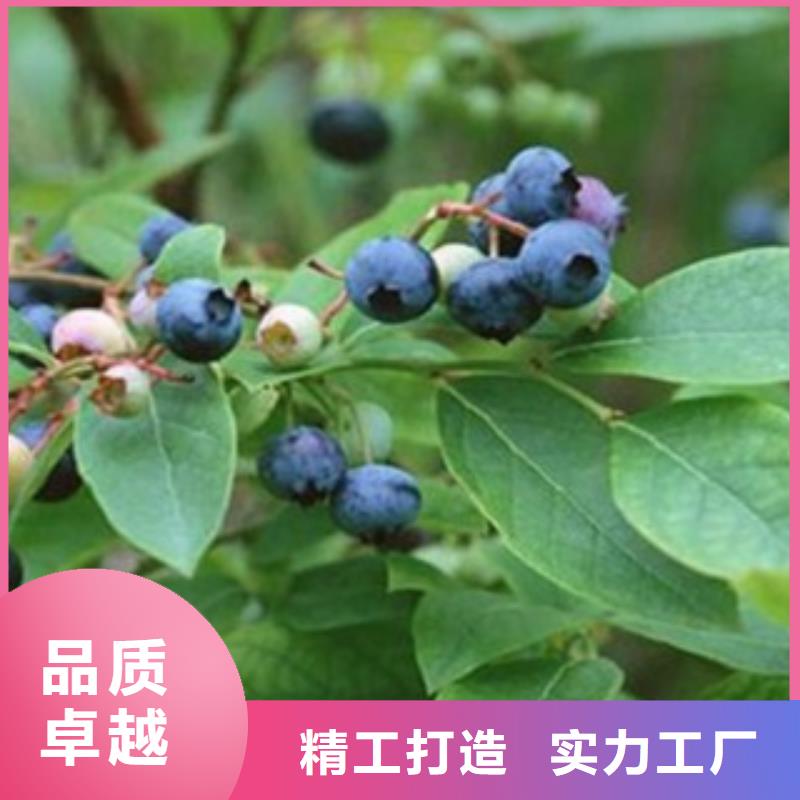 蓝莓苗_【梨树苗】诚信厂家源头工厂量大优惠