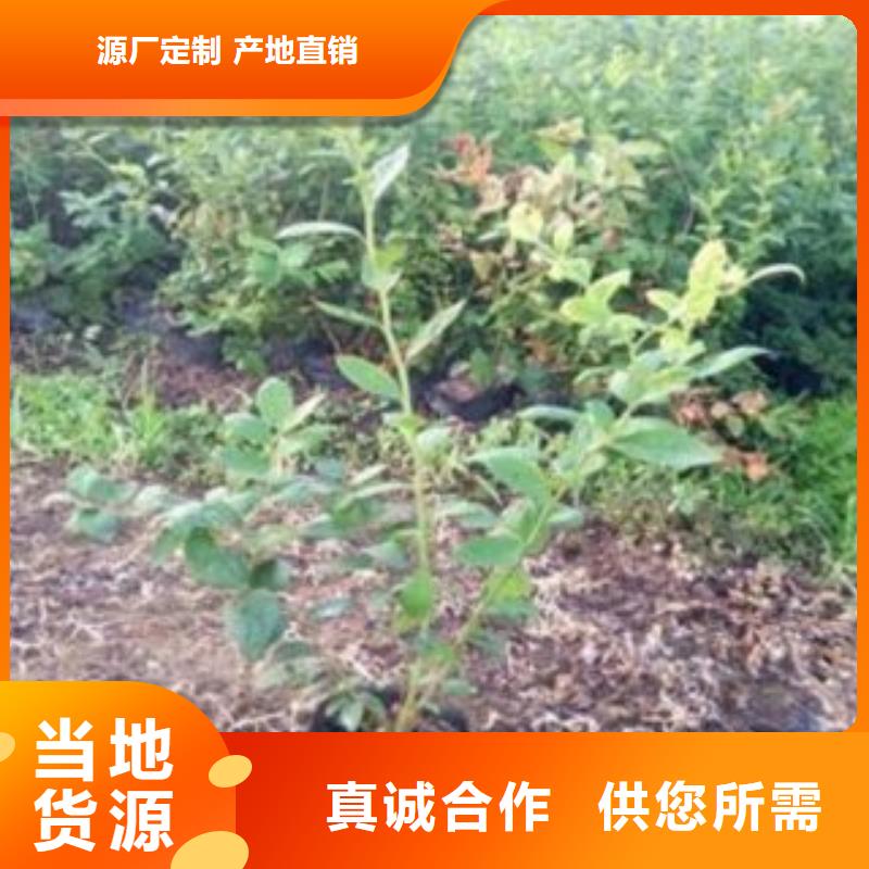 大粒星蓝莓树苗种植方法及时间当地品牌