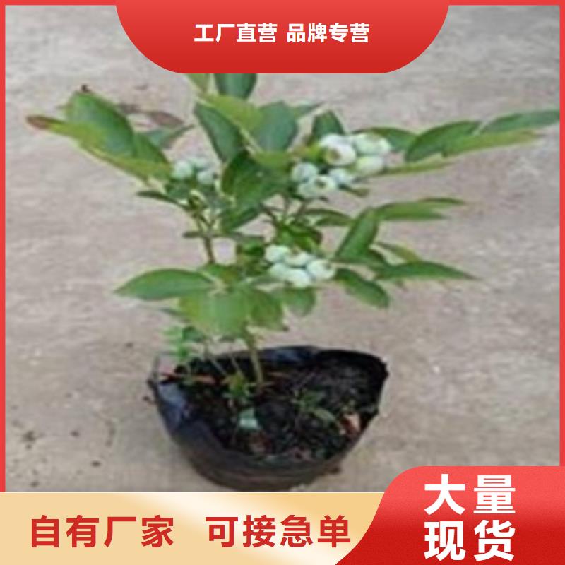 伯克利蓝莓树苗种植方法源头厂家直销