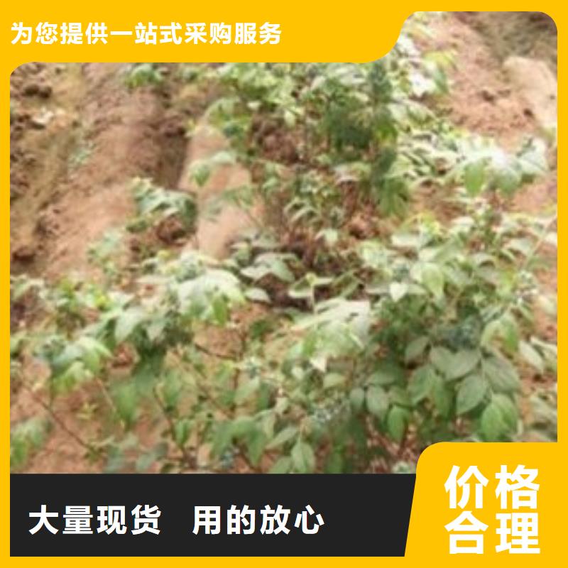 ​【蓝莓苗】山楂苗专注生产N年从源头保证品质