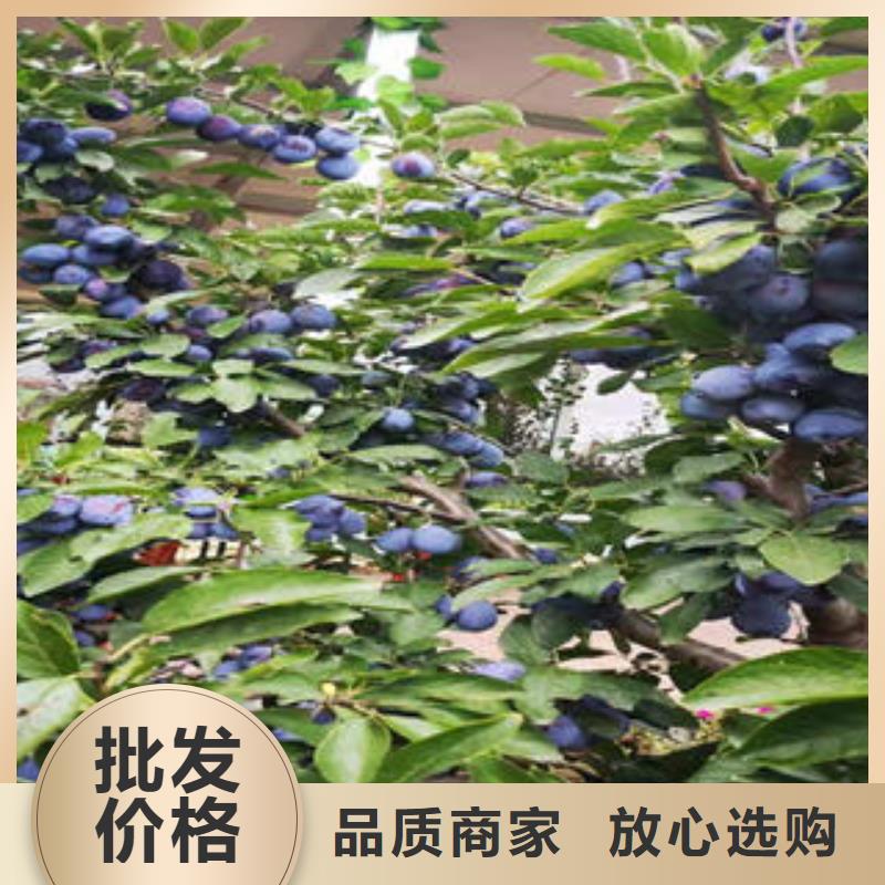 李子苗梨树苗源头厂家直销价格公道合理
