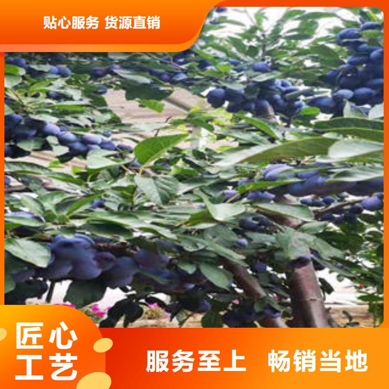 李子苗-【花椒苗】款式新颖货源足质量好