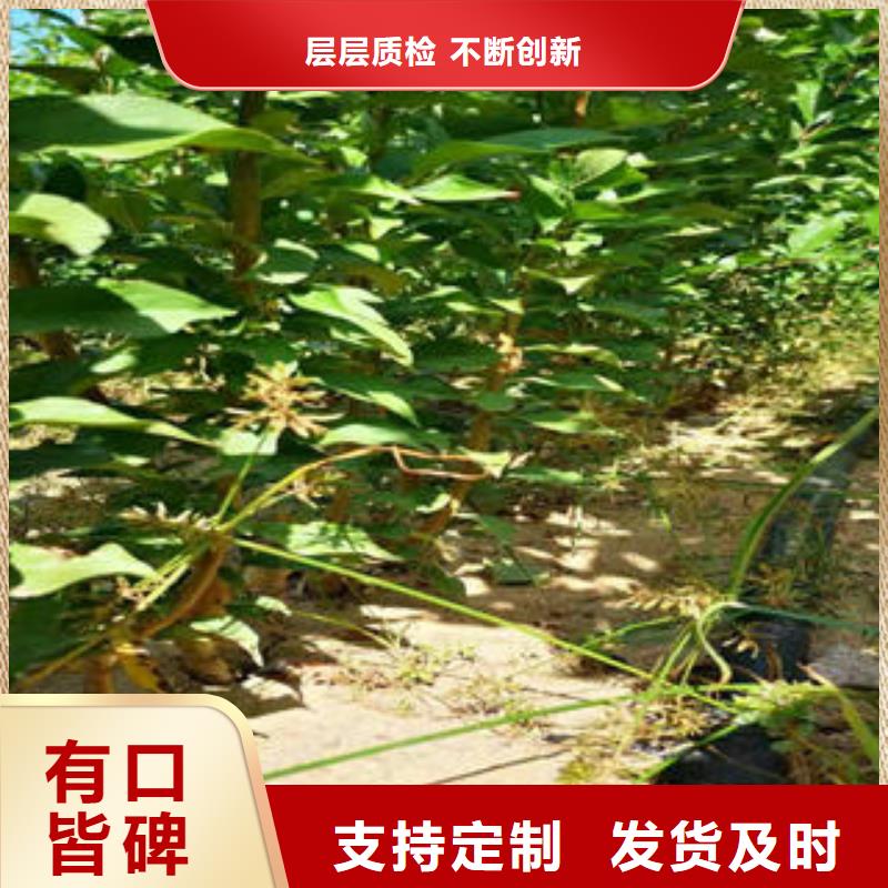 【李子苗】桃树苗匠心制造不断创新